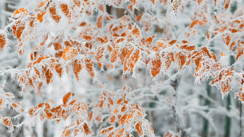 霜冻 黄叶落叶 树枝 4K高清风景壁纸