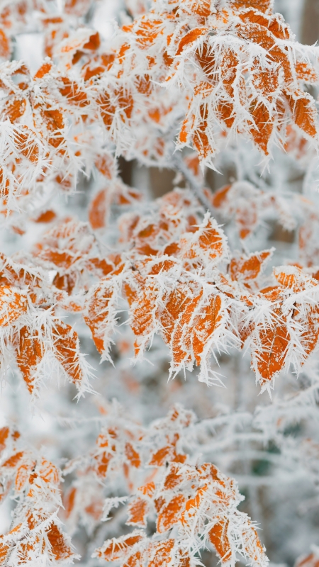 霜冻 黄叶落叶 树枝 4K高清风景壁纸